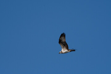 Osprey flying in blue sky