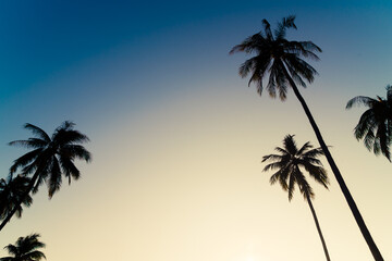 Fototapeta na wymiar coconut palm tree with beautiful sky
