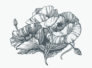 Hand-drawn sketch of poppies flowers. Botanical line drawing. Vector illustration