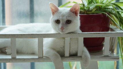One cute white cat playing in the home with the round eyes