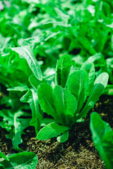 Hydroponics vegetable farm grown using organic methods. From a close-up photoshoot