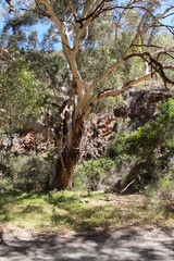 Gum Tree shadows in Morialta Conservation Park South Australia