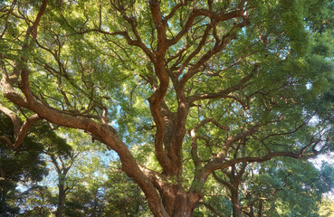 Cinnamomum camphora tree in the Imperial Palace garden. Tokyo. Japan - obrazy, fototapety, plakaty