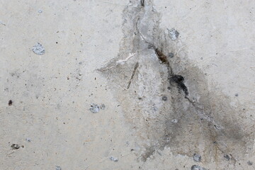 ant on the ground