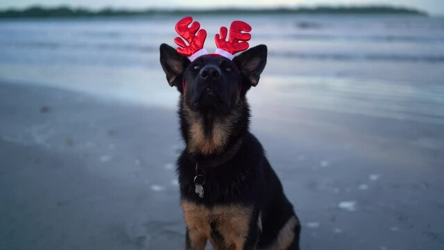 Happy german shepherd dog with festive horns on the beach.  Tropical new year suit  Happy New Year. Merry Christmas, gifts Christmas presents xmas santa claus.