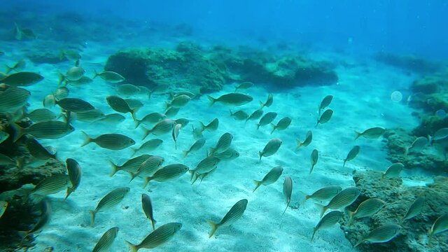 Incredible underwater view of Boga fish colony swimming in natural underwater environment. Slow motion