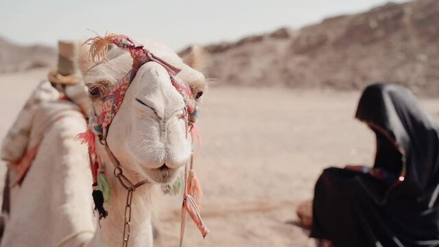 Portrait of a camel ruminating in the desert, front view of a domesticated Camelus dromedarius for tour rides
