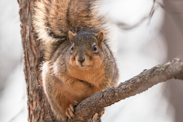 Obraz premium a brown fox squirrel sitting on a branch alone