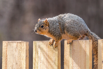 a brown fox squirrel sitting on a branch alone