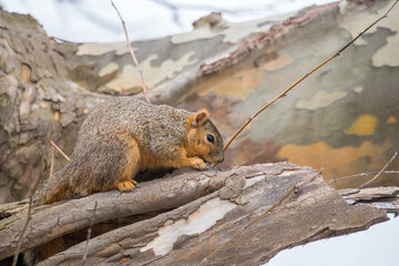 a brown fox squirrel sitting on a branch alone