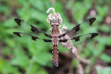 Common whitetail dragonfly, female, perched on a plant stem, with wings open, close up