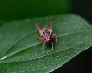 Common housefly sitting on a green leaf, isolated