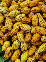 Pile of cacao beans and cocoa pod background