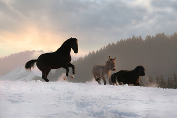A horse, a donkey and a shetland pony playing together on a winter paddock during sundown