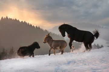 Obraz na płótnie Canvas A horse, a donkey and a shetland pony playing together on a winter paddock during sundown