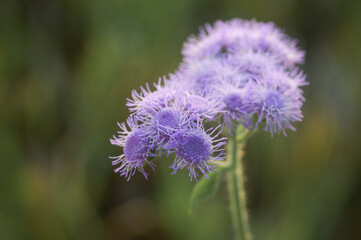 Purple flower