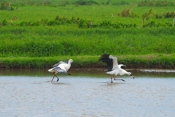 Two Oriental Stork(Ciconia boyciana) foraging in a pond, one of them holding a fish.