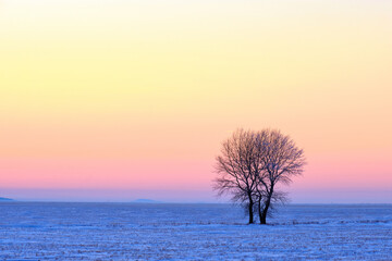 winter landscape with a lonely tree at sunset