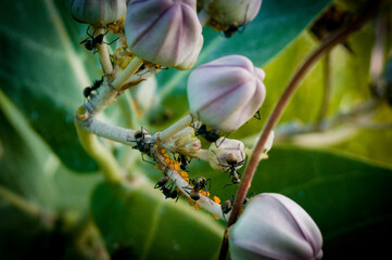 Ants on a flower