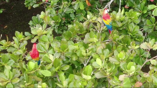 Tropical scarlet macaws in Costa Rica	