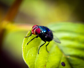 fly on leaf