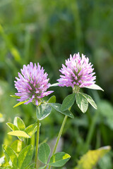 Two Beautiful pink clover flowers on the green grass and leaves background are in the park in summer. Vertical