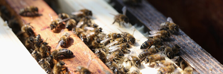 Closeup of honey bees on wooden combs