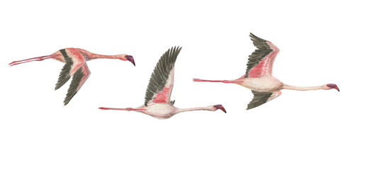 Flying flamingos set watercolor painting illustration. Isolated on white