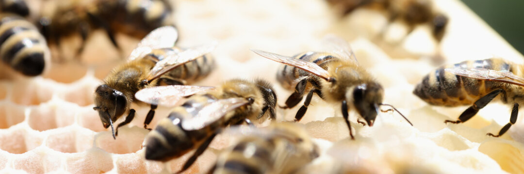 Closeup of many honey bees on combs
