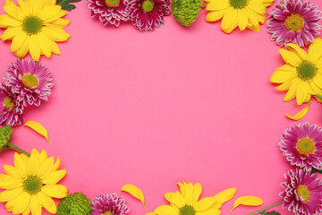 Fototapeta na wymiar Frame of beautiful chrysanthemums on pink background, flat lay. Space for text