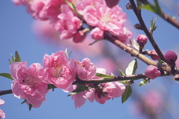 桃の花