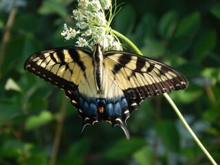 Fototapeta premium butterfly on a flower