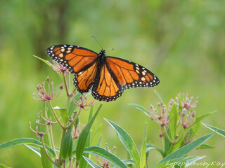 monarch butterfly