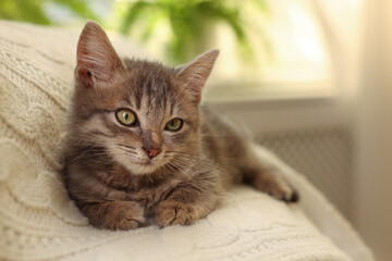 Naklejka premium Cute grey kitten on white blanket at home. Adorable pet