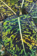 Mute reed (Dieffenbachia Exotica), native to the New World tropics from Mexico and the West Indies...