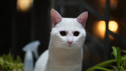 One cute white cat playing in the home with the round eyes