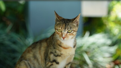 One adorable wild cat sitting in the garden for resting