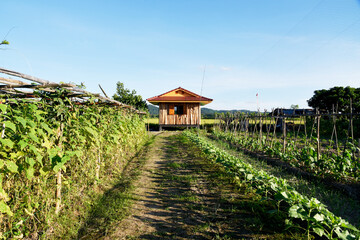 Dark brown wooden huts among vegetable plots in a self-sufficient farming garden.