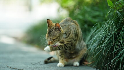 One adorable wild cat sitting in the garden for resting
