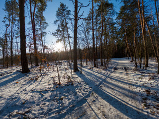 Winter forest landscape on a sunny day. Beautiful winter landscape. 