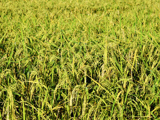 Fototapeta premium Background/texture from a golden yellow field as the rice is ripe and ready to be harvested.