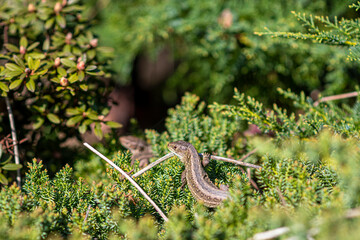 Obraz premium Lacerta agilis in a garden. Bright green sunlit plant branches, lovely small reptile chilling on a warm spring day. Selective focus on the animal, blurred background.