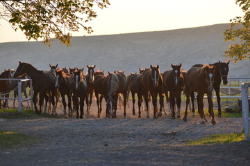 Arabian horse in Turkey. 