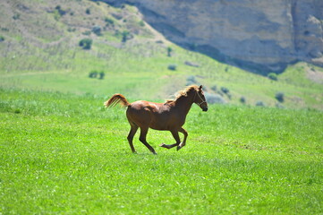 Arabian horse in Turkey. 