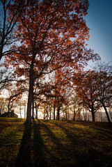 Fototapeta premium sunlight coming through trees at dusk