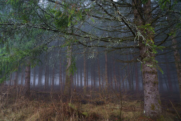 早春の霧に霞む針葉樹の林