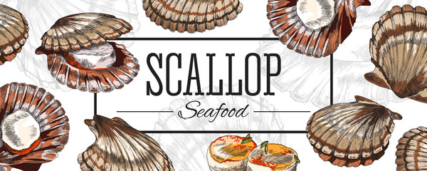 Scallop seafood banner or poster in hand drawn sketch style, vector illustration on white background.