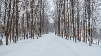 Panoramic view of empty alley in a snow-covered winter forest. Winter natural background.