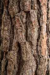 Bark of old tree Seamless bark background texture Natural