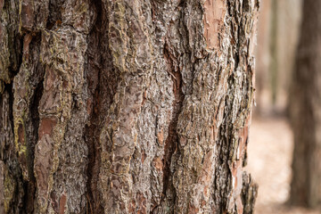 Bark of old tree Seamless bark background texture Natural